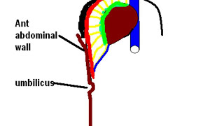 Falciform Ligament Your Guide to the Livers Anchor  Anatomy Explained [upl. by Toback]