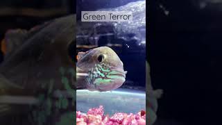 Green Terror Cichlid 🐠 [upl. by Ttik380]