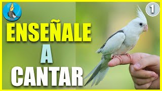 🟡 ENSEÑALE A CANTAR A TU CACATUA NINFA 1 HORA de cantos para cacatuas ninfa cockatiel colapsita [upl. by Claresta140]