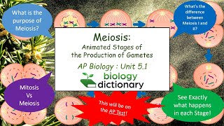 Meiosis Animated Stages of the Production of Gametes  AP Biology 51 [upl. by Arnst]