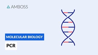 Polymerase Chain Reaction PCR DNA Amplification [upl. by Aerdnak]