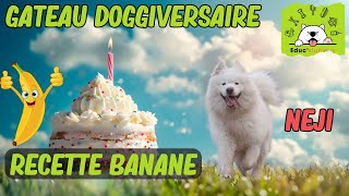 GÂTEAU pour CHIEN à la BANANE  Anniversaire de Samoyède [upl. by Akirdnas560]