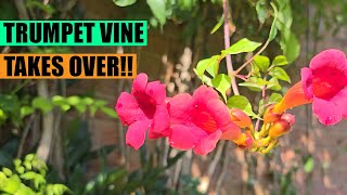 Trumpet vine Campsis radicans Tropical look and aggressive nature [upl. by Narol]