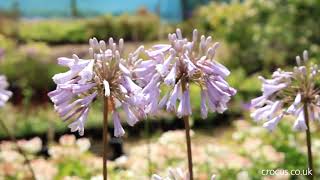 Agapanthus A growing guide [upl. by Tneciv]