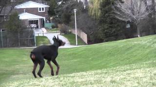 Fast Runner Dog Doberman Dolce HD [upl. by Oakleil]