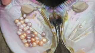 How Honora Freshwater Pearls Are Grown [upl. by Gustin]