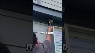 He held up his drink to the nest and the wasps just fell in 😳 [upl. by Gabriela]