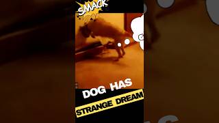 Dog has Strange Dream Running and chasing [upl. by Siramaj808]