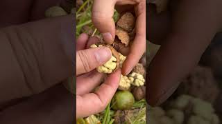 Amazing way of walnut peeling skills fruit food shorts [upl. by Beitris]