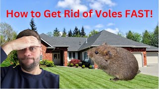 How To Get Rid of Voles  How to Make Vole Traps [upl. by Llertnahs432]