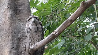 兵庫県【神戸どうぶつ王国】檻のない動物園パート2 間近で鑑賞できる美しい鳥たち オーストラリアガマグチヨタカ、カンムリシャコ、オオギバト [upl. by Zia]