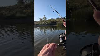 fisherman sportfish fishing sportfishing sport bluegill fish angler lakefishing sandiego [upl. by Lahcar432]