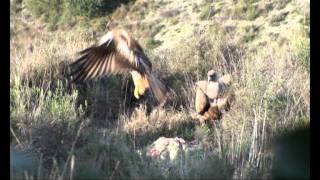 Red Kite meets Griffon Vulture [upl. by Yelnek911]