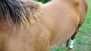 Ringworm on a horse  prt 1  The first signs [upl. by Norahs764]