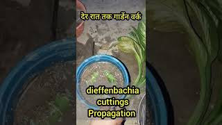 dieffenbachia propagation plantsfromcuttings aloksgardeningtips gardening gardeningtips [upl. by Keviv]