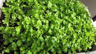 How to grow coriander at home Kitchen Garden India [upl. by Dante]