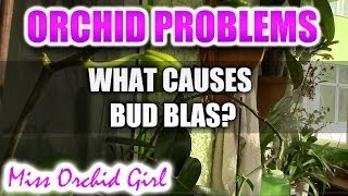 Orchid Problems  What is bud blast and what causes it [upl. by Crow]