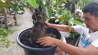 repotting caimito bonsaistar apple bonsai from cutting [upl. by Greenwald]