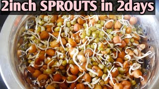 How to prepare sprouts  making 2inch sprouts in 2days  how to prepare molakalu in telugu [upl. by Nirrej]