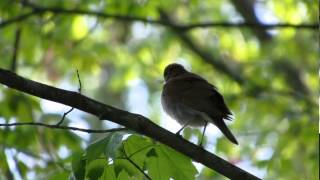 Veery song  Air Line Trail Amston CT  May 18 2013 [upl. by Corella]