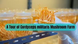 A Tour of Cordyceps militaris Mushroom Farm  Keeda Jadi Mushroom Cultivation in India [upl. by Nahgeam]