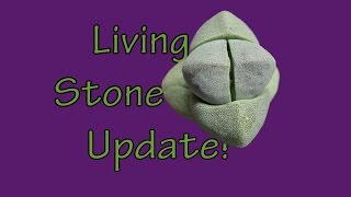 Lithops Update [upl. by Solorac]