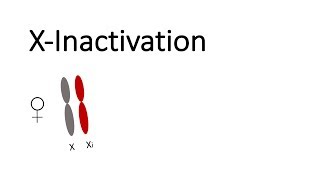 XInactivation in mammals [upl. by Yleve]