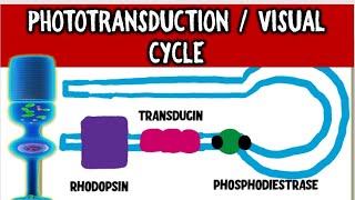 From Light to Vision Demystifying the PHOTOTRANSDUCTION CASCADE and VISUAL CYCLE [upl. by Baily]