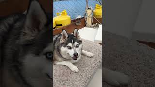 Dramatic Klee Kais alaskankleekai dogs husky boatdogs [upl. by Aihtennek]