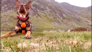 Cadair Idris Penygadair Drone Flight [upl. by Pitzer80]