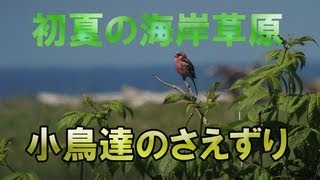 初夏の海岸草原 小鳥たちのさえずり [upl. by Marshal]