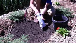 How to Plant Campsis Radicans Orange Trumpet Creeper [upl. by Murtha218]