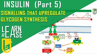 Insulin Part 5 Signalling that upregulates Glycogen Synthesis [upl. by Sven619]