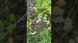 Daisy Fleabane  Erigeron [upl. by Robers967]