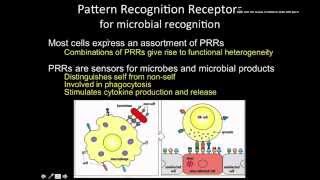 Immunology the Innate immunity phagocytic receptors [upl. by Ciro]