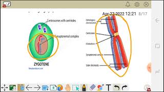 Cell division meiosis 1 prophase Ileptotene Zygotenepachytene diplotene and diakinesis [upl. by Assehc825]