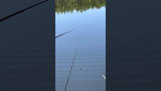 Carp fishing fish fishing карп carpfishing [upl. by Ummersen]