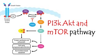 pi3kaktmtor pathway [upl. by Eremihc]