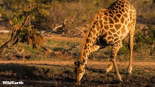 WildEarth  Live at the Waterhole 14 March 2024 [upl. by Leumhs]