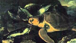 SaintSaens Carnival of the AnimalsTortues Tortoises [upl. by Keller]