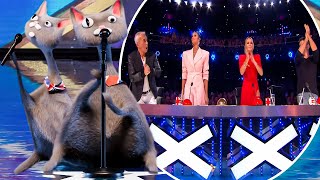 Cat Noodle Sings Michael Bublé Song on BGT With Heavenly Voice Shocks Everyone [upl. by Nanreh]