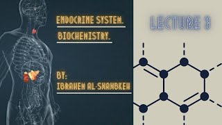 Endocrinology Biochemistry lecture 3 [upl. by Glori790]