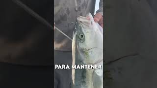 La forma más HUMANA de matar a un pez 🐟🗡️ [upl. by Ginsberg641]