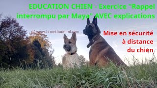 éducation chien par éducateur canin GRATUIT commande quotRAPPEL INTERROMPUquot luxembourg [upl. by Arrej]