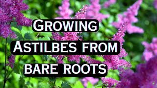 Starting Bare Root ASTILBES Indoors 🍃 Planting Astilbe Roots 🌿 Growing Astilbe Plant [upl. by Juliano]