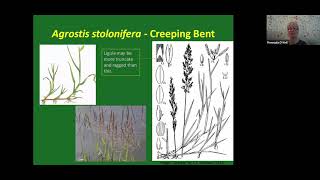 Bents Agrostis Identification webinar [upl. by Flss918]