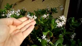 How to get your Jade plant  Money plant to flower Crassula ovata [upl. by Trebled]