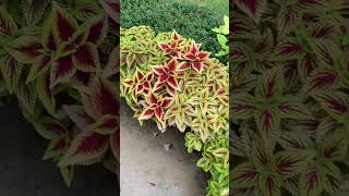 Grandmother Teaches How to Propagate Coleus Plants plants houseplants garden [upl. by Yasmar]