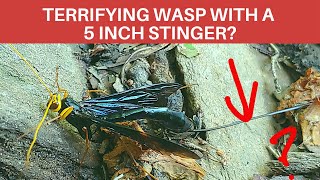 Black Giant Ichneumon Wasp longest ovipositor in the world looks like a stinger [upl. by Einnep]