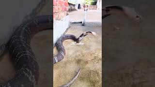 cobra vs King cobra cobra snake snake videos snakeattak [upl. by Nomor745]